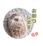 ハリネズミわさび☆（個別スタンプ：27）