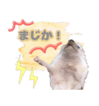 ハリネズミわさび☆（個別スタンプ：30）