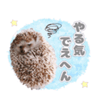 ハリネズミわさび☆（個別スタンプ：33）