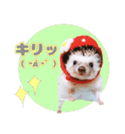 ハリネズミわさび☆（個別スタンプ：35）