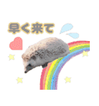 ハリネズミわさび☆（個別スタンプ：36）