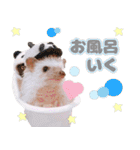 ハリネズミわさび☆（個別スタンプ：37）