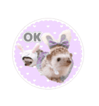 ハリネズミわさび☆（個別スタンプ：40）