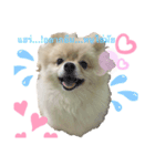 かわいい犬.1（個別スタンプ：2）