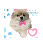 かわいい犬.1（個別スタンプ：3）
