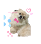 かわいい犬.1（個別スタンプ：6）