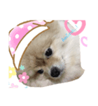 かわいい犬.1（個別スタンプ：7）