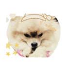 かわいい犬.1（個別スタンプ：8）