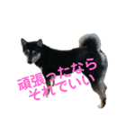 ヒナタさまとその家族〜教育ママ⁉️〜（個別スタンプ：12）