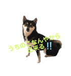 ヒナタさまとその家族〜教育ママ⁉️〜（個別スタンプ：14）