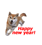 【期間限定】動く柴犬令和2年新年ご挨拶編（個別スタンプ：5）