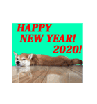 【期間限定】動く柴犬令和2年新年ご挨拶編（個別スタンプ：13）