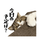 猫の『まめすけ』 日常編（個別スタンプ：1）
