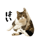 猫の『まめすけ』 日常編（個別スタンプ：2）