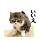 猫の『まめすけ』 日常編（個別スタンプ：3）