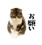 猫の『まめすけ』 日常編（個別スタンプ：4）