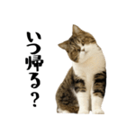 猫の『まめすけ』 日常編（個別スタンプ：5）