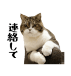 猫の『まめすけ』 日常編（個別スタンプ：6）