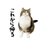 猫の『まめすけ』 日常編（個別スタンプ：7）