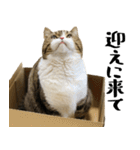 猫の『まめすけ』 日常編（個別スタンプ：9）