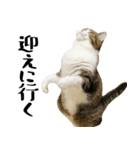 猫の『まめすけ』 日常編（個別スタンプ：10）