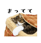 猫の『まめすけ』 日常編（個別スタンプ：11）