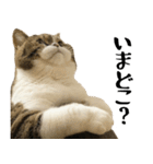 猫の『まめすけ』 日常編（個別スタンプ：14）