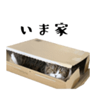 猫の『まめすけ』 日常編（個別スタンプ：15）
