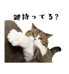 猫の『まめすけ』 日常編（個別スタンプ：17）