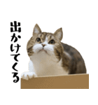 猫の『まめすけ』 日常編（個別スタンプ：18）