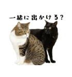 猫の『まめすけ』 日常編（個別スタンプ：19）