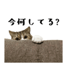 猫の『まめすけ』 日常編（個別スタンプ：20）
