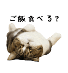 猫の『まめすけ』 日常編（個別スタンプ：21）