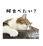 猫の『まめすけ』 日常編（個別スタンプ：22）