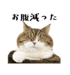 猫の『まめすけ』 日常編（個別スタンプ：23）