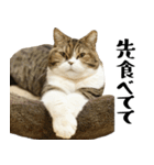 猫の『まめすけ』 日常編（個別スタンプ：24）