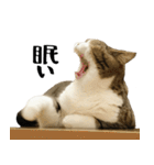 猫の『まめすけ』 日常編（個別スタンプ：25）