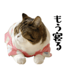 猫の『まめすけ』 日常編（個別スタンプ：26）