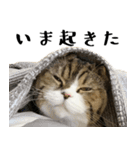 猫の『まめすけ』 日常編（個別スタンプ：27）