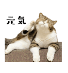 猫の『まめすけ』 日常編（個別スタンプ：30）