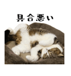 猫の『まめすけ』 日常編（個別スタンプ：31）