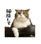 猫の『まめすけ』 日常編（個別スタンプ：33）