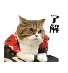 猫の『まめすけ』 日常編（個別スタンプ：35）