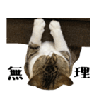 猫の『まめすけ』 日常編（個別スタンプ：36）