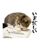 猫の『まめすけ』 日常編（個別スタンプ：37）