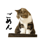 猫の『まめすけ』 日常編（個別スタンプ：39）