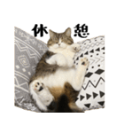 猫の『まめすけ』 日常編（個別スタンプ：40）