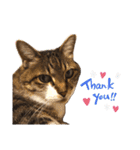 りんちゃんのスタンプDX（個別スタンプ：4）
