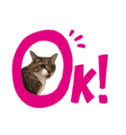 りんちゃんのスタンプDX（個別スタンプ：8）