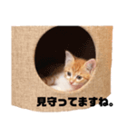 仔猫のマルディー君  2（個別スタンプ：14）